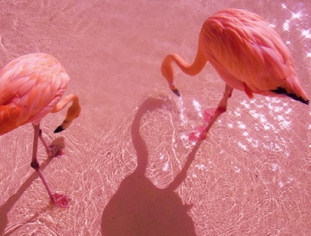 tumblr_static_flamingo_print_2